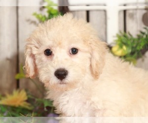 Poochon Puppy for sale in MOUNT VERNON, OH, USA