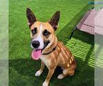 BUTTERCUP - Female Gerberian Shepsky Dog for Adoption - Small photo