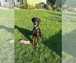 Small #5 Doberman Pinscher