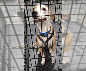 American Pit Bull Terrier Dogs for adoption in Bakersfield, CA, USA