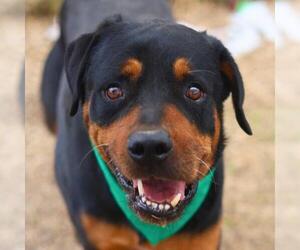 Rottweiler-Unknown Mix Dogs for adoption in San Antonio, TX, USA