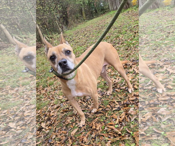 Medium Photo #2 American Pit Bull Terrier-Black Mouth Cur Mix Puppy For Sale in Jackson, MS, USA