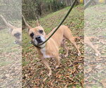 Small #1 American Pit Bull Terrier-Black Mouth Cur Mix