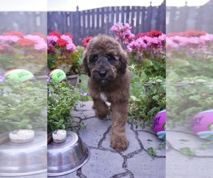 Goldendoodle Puppy for sale in AUBURN, IN, USA