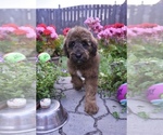 Small Goldendoodle