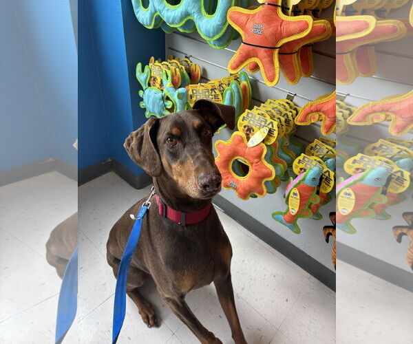 Medium Photo #1 Doberman Pinscher Puppy For Sale in Minneaoplis, MN, USA