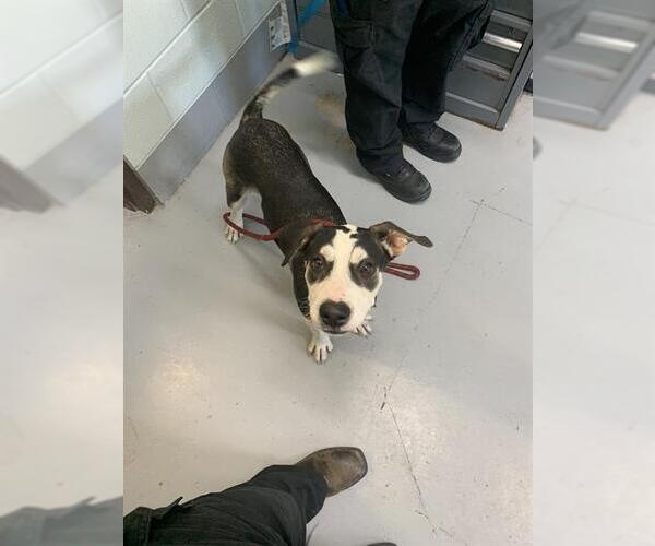 Medium Photo #1 American Pit Bull Terrier-Unknown Mix Puppy For Sale in Corpus Christi, TX, USA