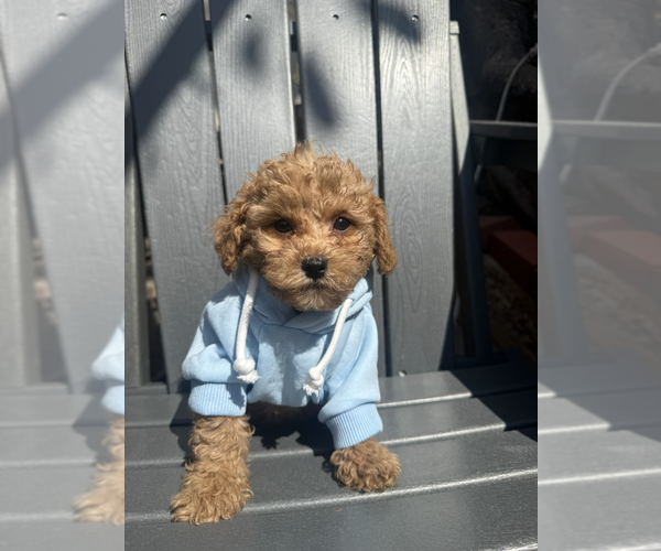 Medium Photo #6 Maltipoo (Toy) Puppy For Sale in MANHATTAN BEACH, CA, USA