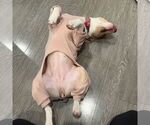 Small #13 American Pit Bull Terrier Mix
