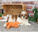 Small #6 Shih Tzu