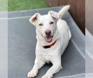 Mutt Dogs for adoption in San Diego, CA, USA