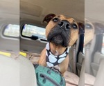 Small #3 Mutt