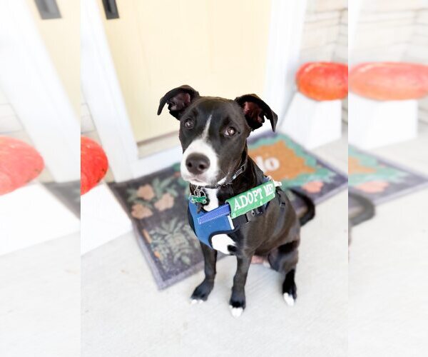 Medium Photo #9 Mutt Puppy For Sale in Greenville, SC, USA