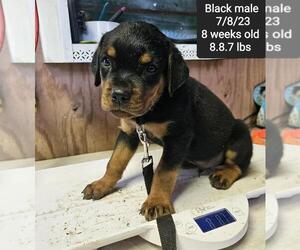 Rottweiler Puppy for sale in MC CALL CREEK, MS, USA