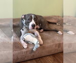 Small #7 Bullboxer Pit