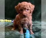 Small #8 Goldendoodle mix (+ Poodle Miniature)