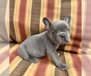 French Bulldog Puppy for sale in GLENDALE, AZ, USA