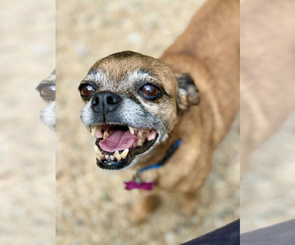 Medium Photo #5 Chug Puppy For Sale in West Cornwall, CT, USA