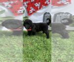 Small Photo #1 Goldendoodle-Poodle (Standard) Mix Puppy For Sale in PINEVILLE, AR, USA