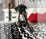 Small Photo #6 Boxer Puppy For Sale in ROCKFORD, IL, USA