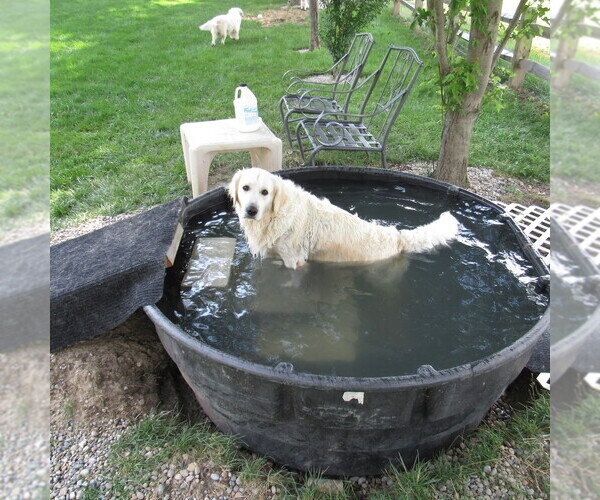 Medium Photo #33 English Cream Golden Retriever Puppy For Sale in NORTHWOOD, OH, USA