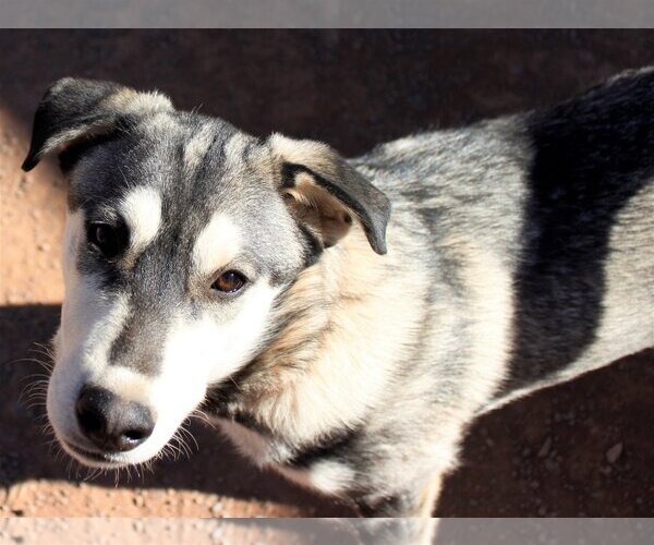 Medium Photo #2 Siberian Husky-Unknown Mix Puppy For Sale in Cedar Crest, NM, USA