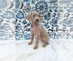 Puppy Jillian Weimaraner