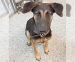 Small #1 Mutt
