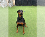 Small #1 Doberman Pinscher Mix