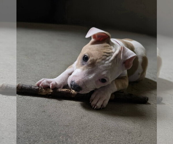 Medium Photo #5 Mutt Puppy For Sale in Spotsylvania, VA, USA