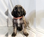 Small Photo #15 Poodle (Standard) Puppy For Sale in ODESSA, WA, USA
