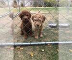 Small Photo #1 Goldendoodle Puppy For Sale in NAMPA, ID, USA