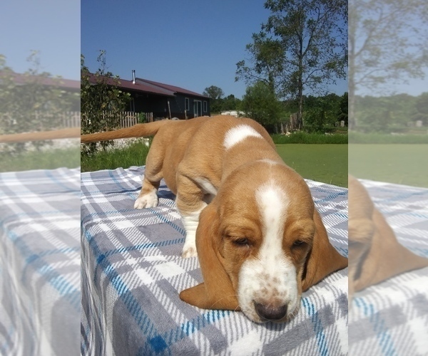 Medium Photo #35 Basset Hound Puppy For Sale in PETERSBURG, IN, USA