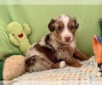 Small Photo #3 Miniature Australian Shepherd Puppy For Sale in BOUSE, AZ, USA