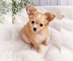 Baby - Female Chihuahua Puppy for Sale - Small photo