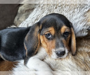 Beagle Puppy for sale in FORDLAND, MO, USA