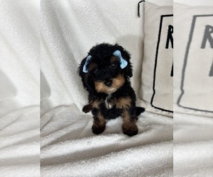 Bernedoodle Puppy for sale in GREENFIELD, IN, USA