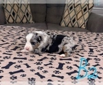 Small #16 Australian Shepherd