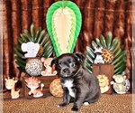 Small Photo #14 Chihuahua Puppy For Sale in CHARLESTON, AR, USA