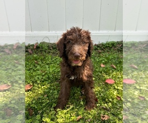 Labradoodle Puppy for sale in DAVENPORT, IA, USA