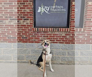 Anatolian Shepherd-Bernese Mountain Dog Mix Dogs for adoption in Greenville, SC, USA