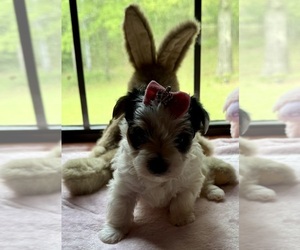 Yorkshire Terrier Puppy for sale in BROOKHAVEN, MS, USA