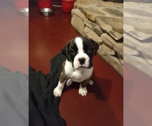 Boxer Puppy for sale in WILKES BARRE, PA, USA