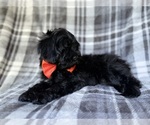 Small #7 ShihPoo