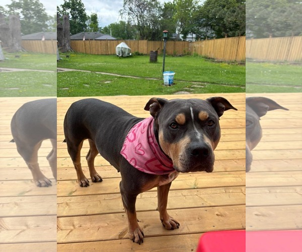 Medium Photo #9 American Bulldog-Unknown Mix Puppy For Sale in Oro Medonte, Ontario, Canada