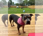 Small #8 American Bulldog Mix