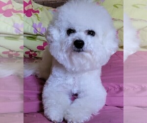 Mother of the Bichon Frise puppies born on 03/27/2025