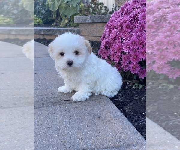Medium Photo #2 Havanese Puppy For Sale in CANOGA, NY, USA