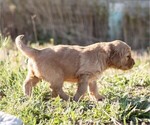 Small #5 Golden Retriever