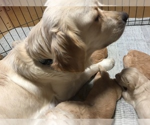 Mother of the Goldendoodle puppies born on 05/01/2019